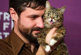 Image result for lulcatz