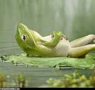 Frog Just Hanging Out | Funny Animal Pictures
