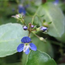 Attēlu rezultāti vaicājumam “Veronica beccabunga bud”