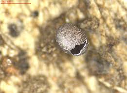 Attēlu rezultāti vaicājumam “Diderma rufostriatum spores”