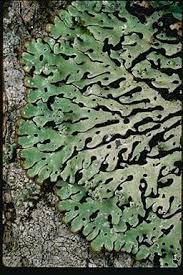 Attēlu rezultāti vaicājumam “Menegazzia terebrata”