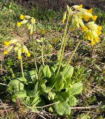 Image result for Schlüsselblumen