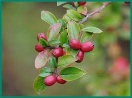 Attēlu rezultāti vaicājumam “Cotoneaster divaricatus fruit”