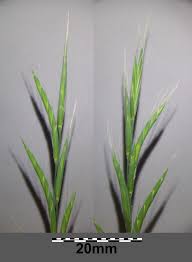 Attēlu rezultāti vaicājumam “Brachypodium sylvaticum”