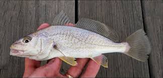 Image result for Micropogonias undulatus