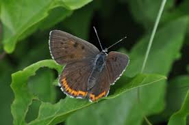 Attēlu rezultāti vaicājumam “Lycaena alciphron”