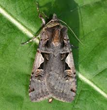 Attēlu rezultāti vaicājumam “Xestia c-nigrum”