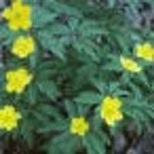 Attēlu rezultāti vaicājumam “Anemone ranunculoides bud”