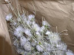 Image result for Agoseris major