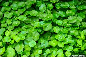 「香菇草」的圖片搜尋結果