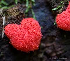 Attēlu rezultāti vaicājumam “Tubifera ferruginosa (subsp. ferruginosa)”