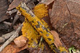 Attēlu rezultāti vaicājumam “Leocarpus fragilis spores”