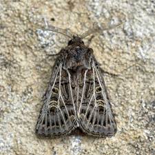 Attēlu rezultāti vaicājumam “Tholera decimalis male”