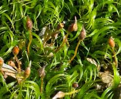 Attēlu rezultāti vaicājumam “Warnstorfia fluitans”