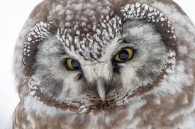 Attēlu rezultāti vaicājumam “Aegolius funereus”