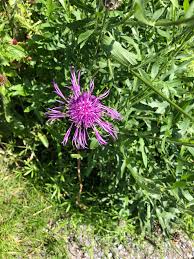 Attēlu rezultāti vaicājumam “Centaurea scabiosa fruit”