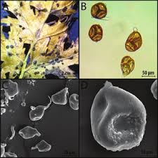 Attēlu rezultāti vaicājumam “Milesina murariae”
