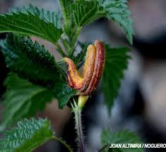 Attēlu rezultāti vaicājumam “Puccinia urticata”