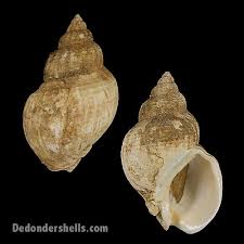 Image result for Buccinum undatum