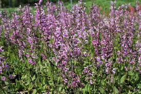 Image result for Salvia pratensis `Rose Rhapsody