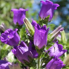 Image result for Marienglockenblumen