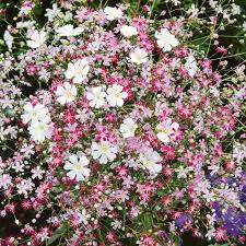 Image result for Gypsophila elegans