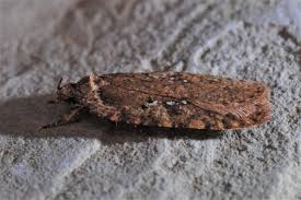 Attēlu rezultāti vaicājumam “Agonopterix heracliana”
