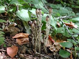 Image result for ギンリョウソウ