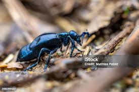 Attēlu rezultāti vaicājumam “Korynetes caeruleus”