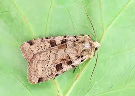 Attēlu rezultāti vaicājumam “Xestia triangulum”