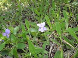 Attēlu rezultāti vaicājumam “Viola uliginosa flower”
