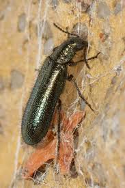 Attēlu rezultāti vaicājumam “Dasytidae”