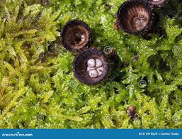 Attēlu rezultāti vaicājumam “Cyathus striatus”