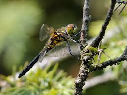 Attēlu rezultāti vaicājumam “Leucorrhinia albifrons”
