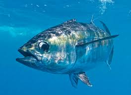 Image result for Thunnus obesus