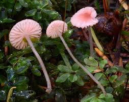 Attēlu rezultāti vaicājumam “Mycena rosella”