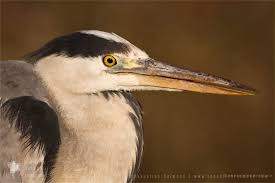 Attēlu rezultāti vaicājumam “Ardea cinerea adult”
