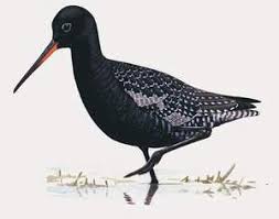 Image result for Tringa erythropus