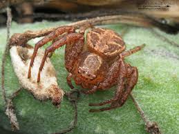 Image result for crab spider