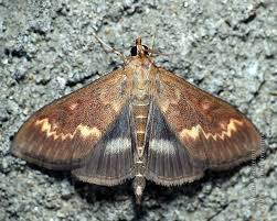 Attēlu rezultāti vaicājumam “Ostrinia nubilalis”