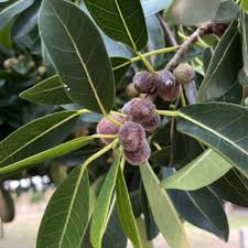 Attēlu rezultāti vaicājumam “Acer tataricum fruit”