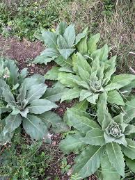 Attēlu rezultāti vaicājumam “Verbascum densiflorum leaf”