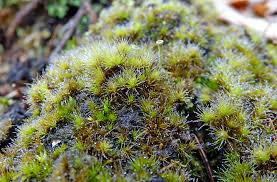 Attēlu rezultāti vaicājumam “Dicranella staphylina macro”