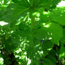 Attēlu rezultāti vaicājumam “Veronica austriaca subsp. teucrium bud”