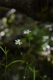 Attēlu rezultāti vaicājumam “Stellaria longifolia flower”