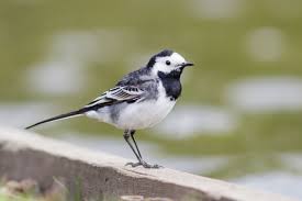 Image result for Motacilla alba