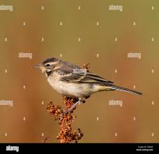 Attēlu rezultāti vaicājumam “Motacilla flava flava”