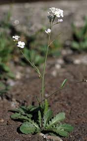 Attēlu rezultāti vaicājumam “Cardaminopsis arenosa leaf”