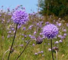 Attēlu rezultāti vaicājumam “Succisa pratensis bud”