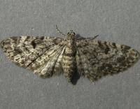 Attēlu rezultāti vaicājumam “Eupithecia tantillaria”